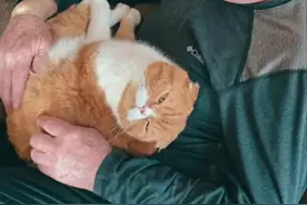 老人被诊断出癌症后，猫咪一直给予安慰，令人欣慰的事情发生了图片