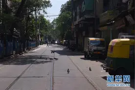 封城后印度街头上演“动物攻势” 猴子进政府大楼偷东西图片