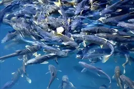 西藏羊湖8亿公斤鱼类泛滥成灾，随手就能捞到，为何无人敢吃？图片