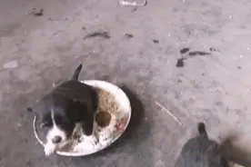 河北：主人离世，留下的狗狗被打断腿，剩下的狗宝宝饿得嗷嗷叫图片