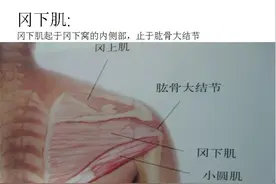 全身肌肉解剖图谱汇总「值得收藏」图片