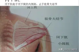 全身肌肉解剖图谱汇总「值得收藏」图片