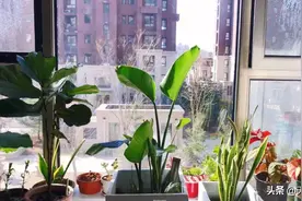 巧用厨余做花肥｜绿色家庭你我他图片