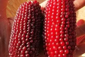 非常奇特，让人不敢相信的特色种植品种，你见过几种？图片