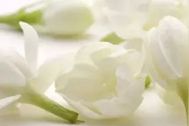 茉莉为什么干枯图片