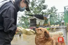 绵阳：百余只流浪犬集体搬新家图片