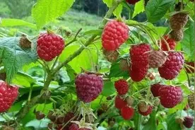 路边常见的野果，酸酸甜甜吃不够，长沙网友：叶子泡水还能消食图片