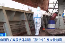 一身冷汗！剧毒“寡妇蛛”被截获！送检当天还孵出数百只蜘蛛图片