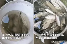 湖北一街头鲫鱼大爆发，2小时捡一桶，城市雨水中的鱼能吃吗？图片