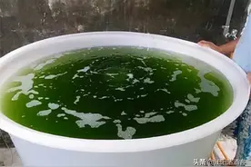 你知道60年前，老一辈人吃的小球藻吗？在美食之前是好好活着图片