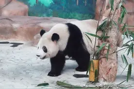 大熊猫“绩美”“绩兰”双胞胎兄妹落户广西南宁图片