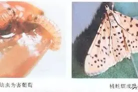 果园防治蛀心虫（桃蛀螟）需从四月开始图片