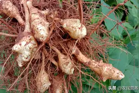 它有个特别的名字“洋姜”生活中大有用途，好多人家有不重视图片