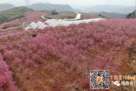 不负春光！富川百亩桃花盛放，粉色铺满了这个春天图片