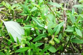 田埂上的白花小草，人称“蛇总管”，蛇见到掉头就跑，你认识吗？图片