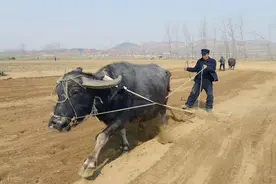 农村俗语“牛老怕惊蛰，人老怕大寒”，为啥要怕呢？看完明白了图片