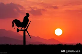 不平凡的和平岁月（20）——公鸡中的战斗机图片