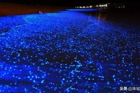 “蓝眼泪”现象在中国福建沿海爆发扩张，或会危害海洋生物！图片