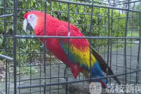鹦鹉漂亮不能养 珍稀鸟类须保护图片