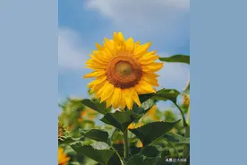 鲜花治愈图集，入目无他人，四下皆是你图片