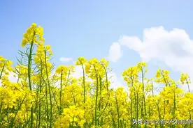 去踏青 | 鹿泉千亩油菜花的浪漫，等你来！图片