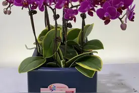 福建表现亮眼！新品种“兰花金边咖啡”获花博会特别大奖图片
