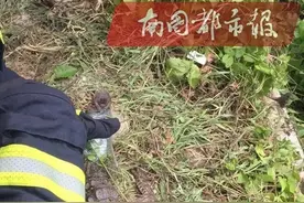 身长一米多！琼海潭门稻田里活抓一条大鳄鱼图片