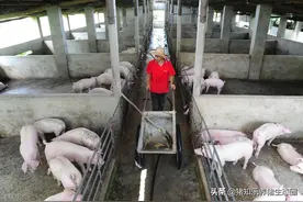 “非瘟”下，散小家庭猪场的生物安全“野兽”模式图片