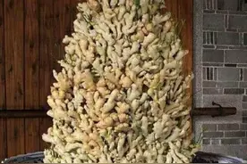 掰几个姜芽，不出五个月，花盆中也能长出一片小“姜山”图片