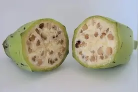 原来，最早的香蕉长这样？图片