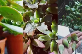 盆栽养的玉树叶片变成棕色，是什么情况引起的呢？图片