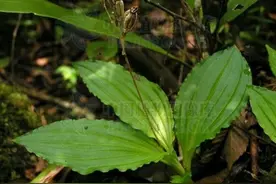 “见血清”是一种什么样的植物？图片