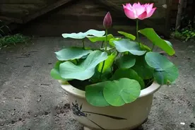 为什么这么多人喜欢碗莲？盆莲怎样才能养的更好？必学技巧要掌握图片