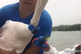 郑州天鹅佩戴环志并不是“虐待”！白天鹅越冬重要目的地三门峡，早已这么做图片