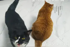 是不是公猫都容易得尿闭症？图片