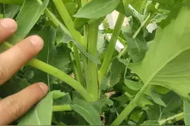 油菜抽薹开花期再现裂秆，注意防治菌核病，预防需做好田间管理图片