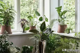 寻找自然的美好，高颜值的绿植角落设计图片