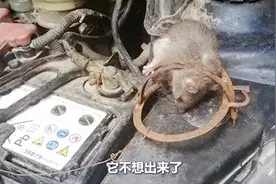 老鼠进车搞破坏怎么办，老司机总结了一套经验，教你轻松搞定老鼠视频封面