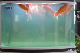 鱼缸里的悬浮物漂浮物是什么？有了它们造不出空气鱼缸的图片