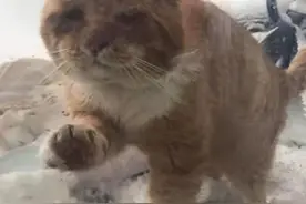 冻得扛不住，大橘猫雪天敲门求助图片