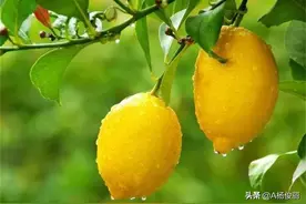 柠檬泡白酒的功效与作用，柠檬泡白酒的做法图片