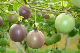 盆栽西番莲（百香果），花满枝果满盆图片