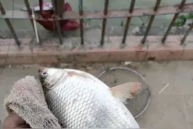 广州钓友珠江里钓起“巴西鲫鱼”，鱼肉金黄似橙肉，能吃吗？图片