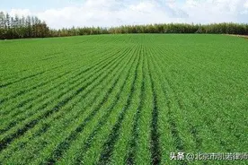 土地流转村委会说了算？注意这些土地流转行为都违法图片