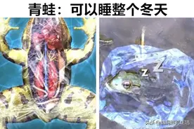 或许鲜少有人知晓，关于动物睡眠时间的12个小知识图片