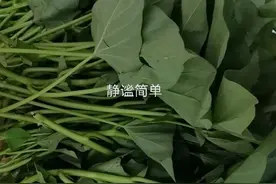 以前叫饲猪菜，现在叫护国菜，有故事的番薯叶！图片