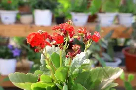 年后一定要逛花市，因为是“捡漏”的好时机，养花老手都会去溜达图片