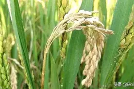 什么原因造成水稻梭形斑、白穗和秕谷？深入认识，科学有效防治图片