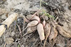 如何快速杀死红薯地下害虫？掌握小技巧，不用担心红薯被虫咬图片