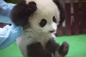 果然什么东西都是小时候最可爱，萌死我了图片